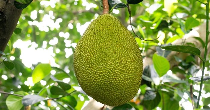 quả mít